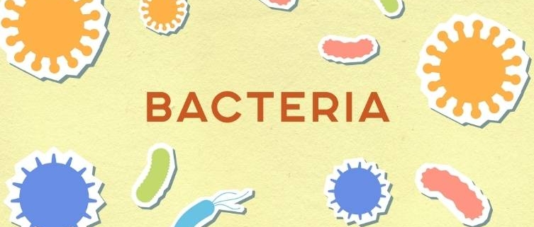 Stammzelltransplantation Blutkrebs